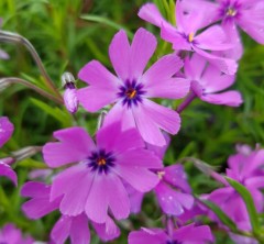 Phlox Subulata 'Purple Beauty'